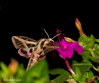 Hummingbird Moth