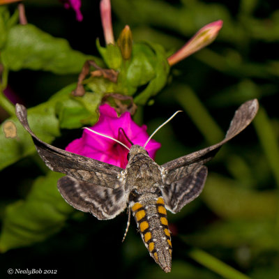 Hummingbird Moth