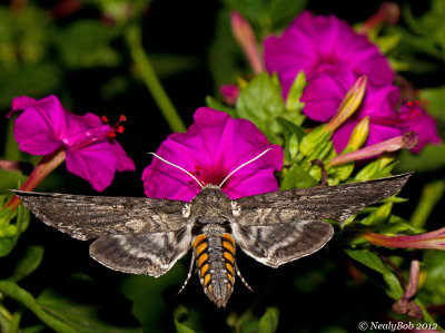 Hummingbird Moth July 29