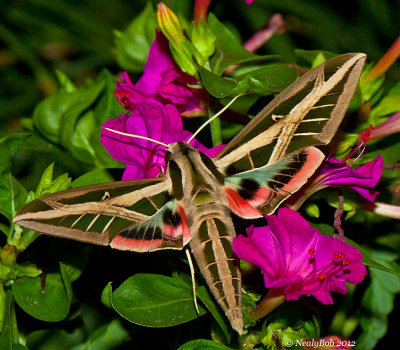 Hummingbird Moth