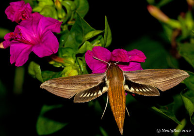 Hummingbird Moth August 2