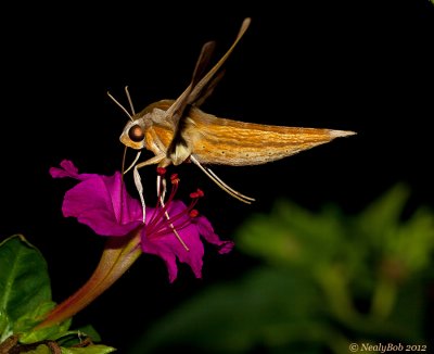 Hummingbird Moth August 3