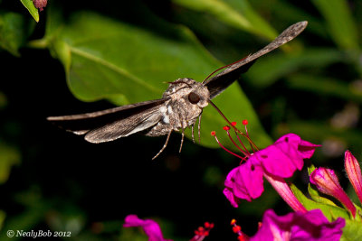 Hummingbird Moth 