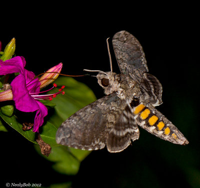 Hummingbird Moth August 11