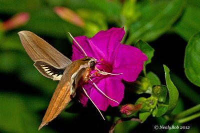 Hummingbird Moth August 16