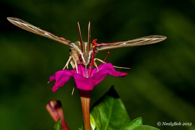 Hummingbird Moth August 17