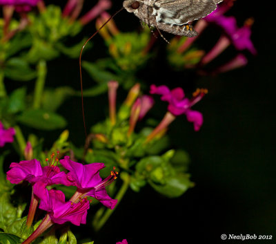 Hummingbird Moth