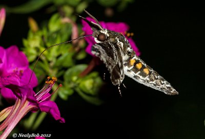 Hummingbird Moth August 27