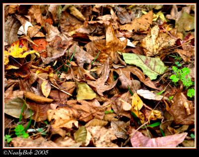 Fall Colors November 19