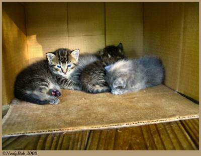 Kittens May 3 *