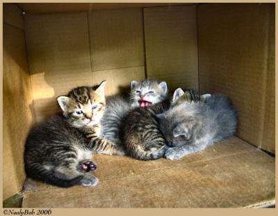 Kittens *