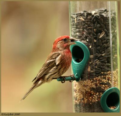 House Finch May 15 *