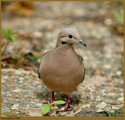 Mourning Dove May 16 *