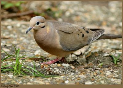 Mourning Dove *