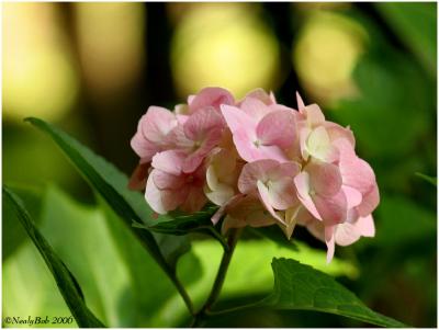 Hydrangea