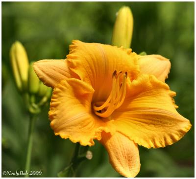 Day Lily May 18 *