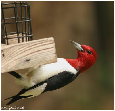 Red Headed Woodpecker May 19 *