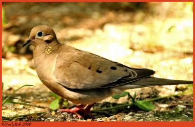 Mourning Dove May 20 *