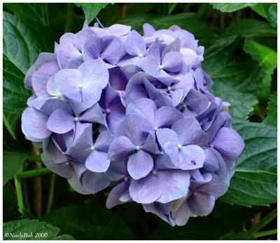 Blue Hydrangea May 27 *