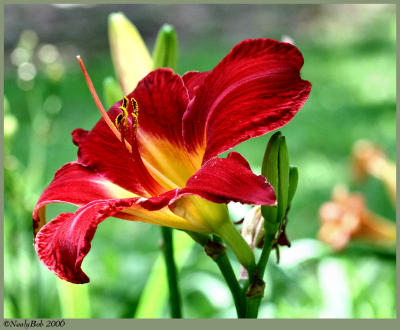 Day Lily June 2 *