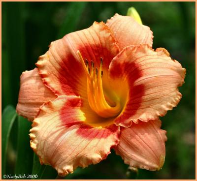 Day Lily June 6 *