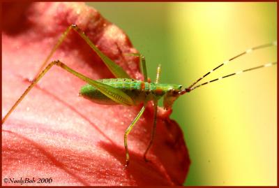 Tiny Grasshopper June 11 *
