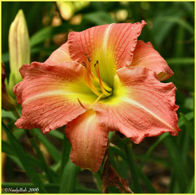 Day Lily June 12 *