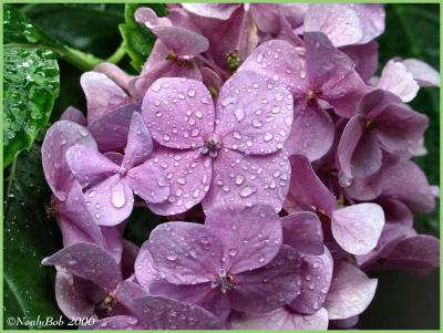 Hydrangea After The Rain June 19 *