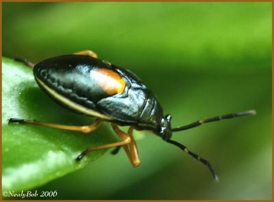 Bug Close-Up June 22 *