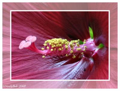 Hibiscus Macro June 26 *