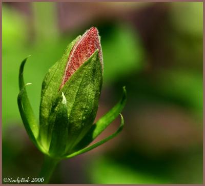 Hibiscus Bud June 30 *