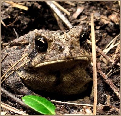 Toad July 7 *