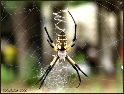Spider July 8 *