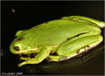 Green Tree Frog July 14 *