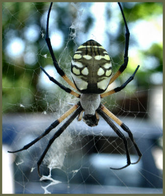 Spider July 16 *