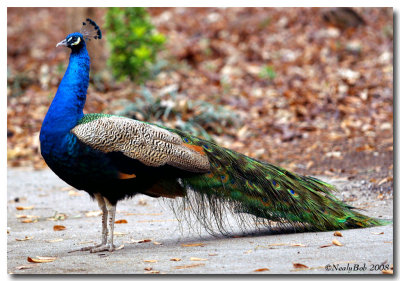 Peacock January 24