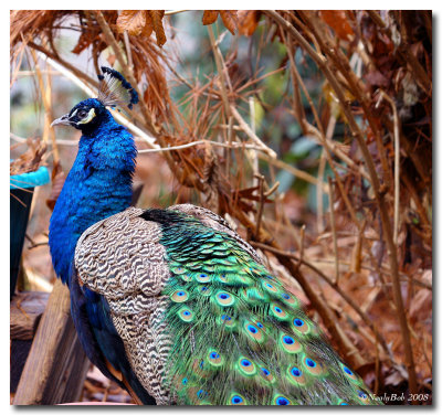 Peacock January 28 *