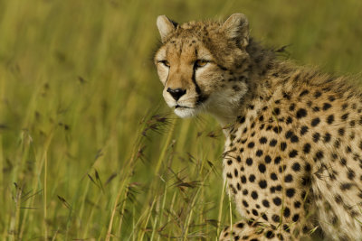 Cheetah cub Mara june 2012.jpg