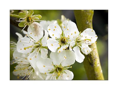 g4/52/544852/3/59502937.PlumflowerPrunusdomesticaCzar3.jpg