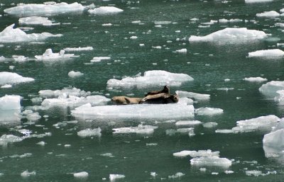 Tracy Arm