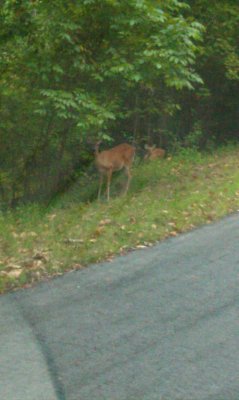 deers