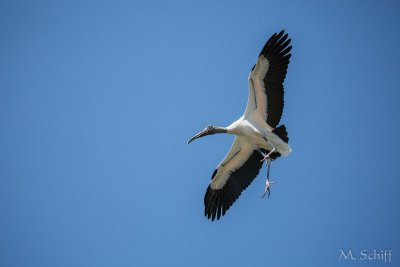 IMG_1330.jpg
