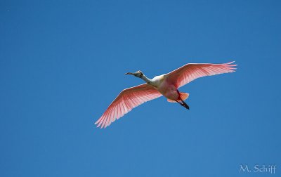 IMG_1377.jpg