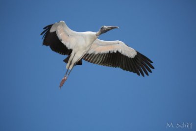 IMG_1409.jpg