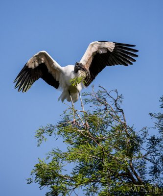 IMG_0954.jpg