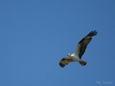 IMG_1281.jpg