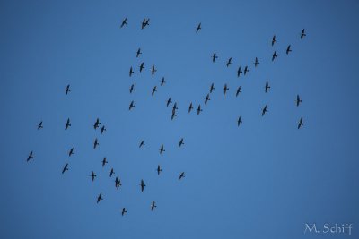 IMG_1310.jpg