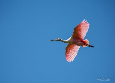 IMG_1378.jpg
