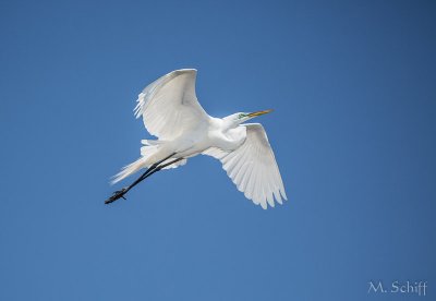 IMG_1445.jpg