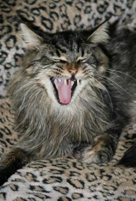 Kitty Boy Yawn